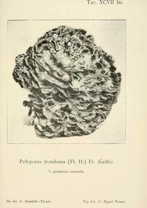 Reproducción/Reproduction 8574895982: I funghi mangerecci e velenosi dell'Europa media,. Trento,G. Zippel,1906.