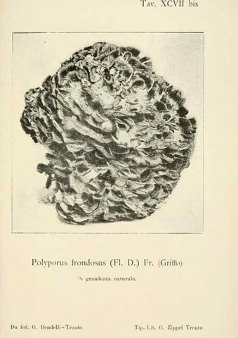 Reproducción/Reproduction 8574895982: I funghi mangerecci e velenosi dell'Europa media,. Trento,G. Zippel,1906.