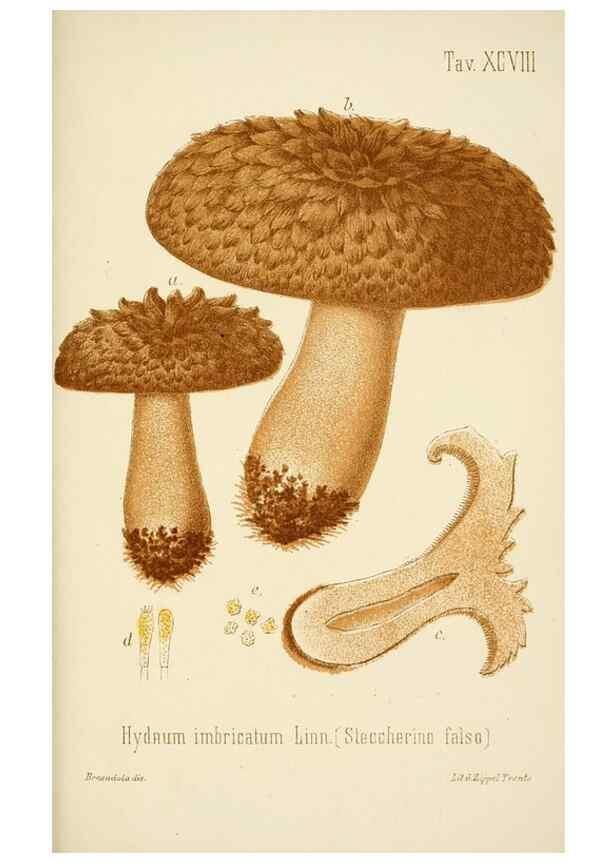 Reproducción/Reproduction 8573802715: I funghi mangerecci e velenosi dell'Europa media,. Trento,G. Zippel,1906.