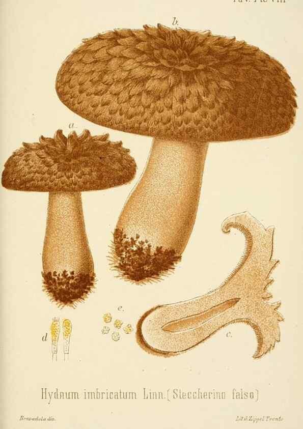 Reproducción/Reproduction 8573802715: I funghi mangerecci e velenosi dell'Europa media,. Trento,G. Zippel,1906.