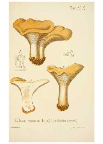Reproducción/Reproduction 8574896656: I funghi mangerecci e velenosi dell'Europa media,. Trento,G. Zippel,1906.