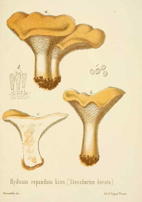 Reproducción/Reproduction 8574896656: I funghi mangerecci e velenosi dell'Europa media,. Trento,G. Zippel,1906.