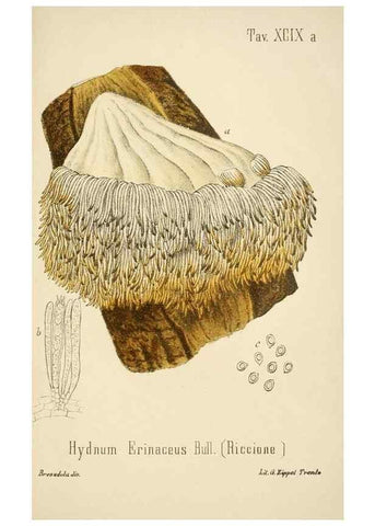 Reproducción/Reproduction 8573803385: I funghi mangerecci e velenosi dell'Europa media,. Trento,G. Zippel,1906.