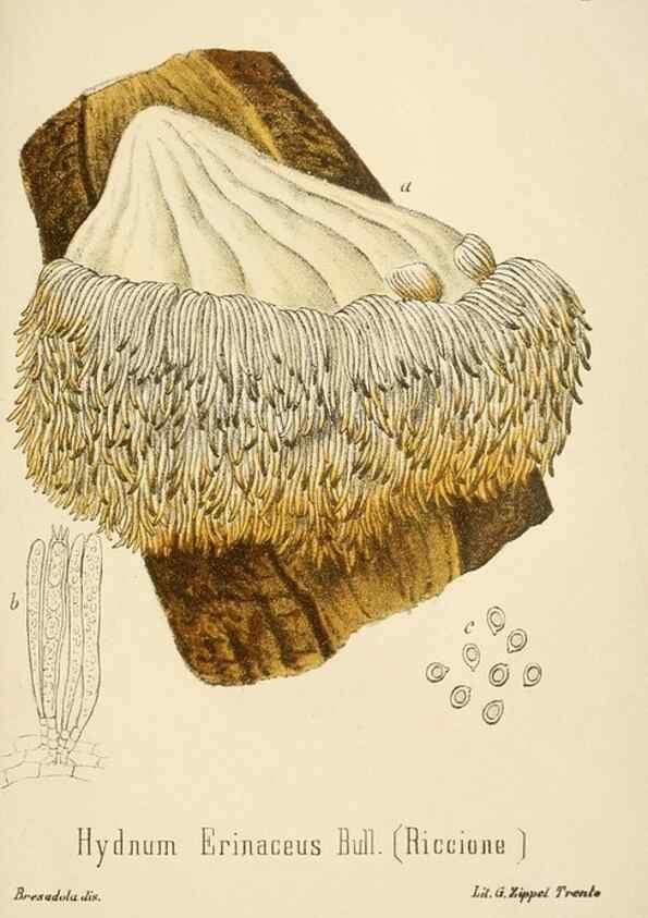 Reproducción/Reproduction 8573803385: I funghi mangerecci e velenosi dell'Europa media,. Trento,G. Zippel,1906.