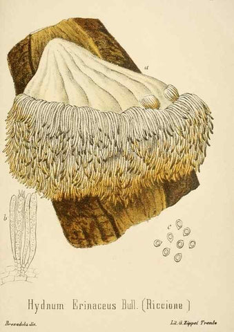 Reproducción/Reproduction 8573803385: I funghi mangerecci e velenosi dell'Europa media,. Trento,G. Zippel,1906.