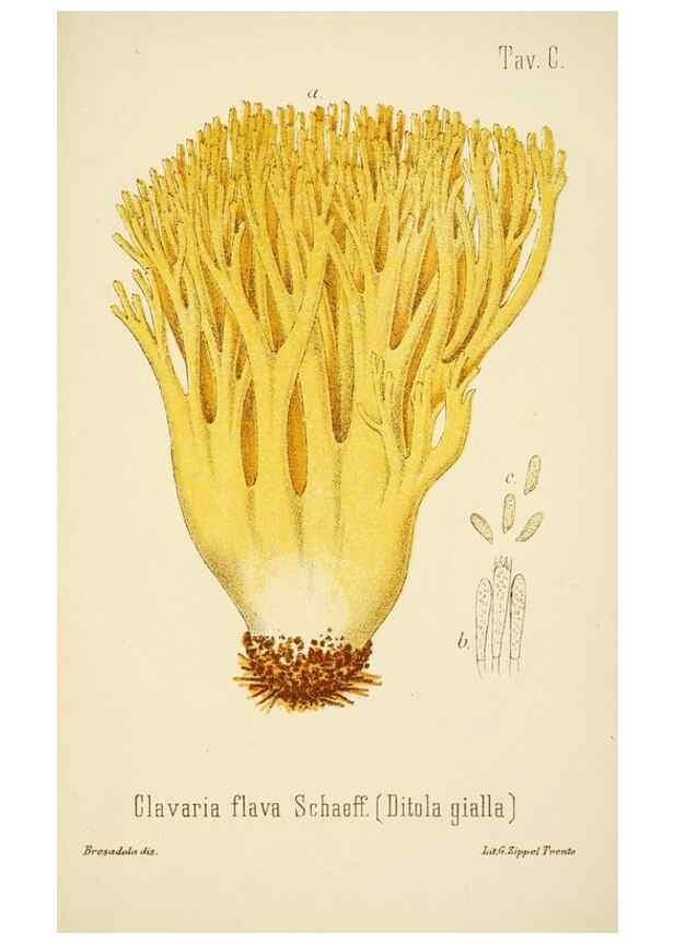Reproducción/Reproduction 8574897368: I funghi mangerecci e velenosi dell'Europa media,. Trento,G. Zippel,1906.
