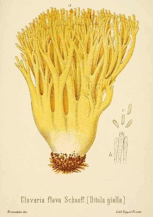 Reproducción/Reproduction 8574897368: I funghi mangerecci e velenosi dell'Europa media,. Trento,G. Zippel,1906.