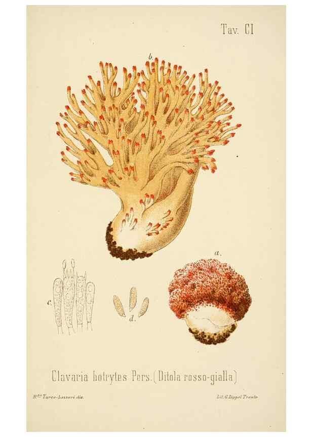 Reproducción/Reproduction 8574897640: I funghi mangerecci e velenosi dell'Europa media,. Trento,G. Zippel,1906.