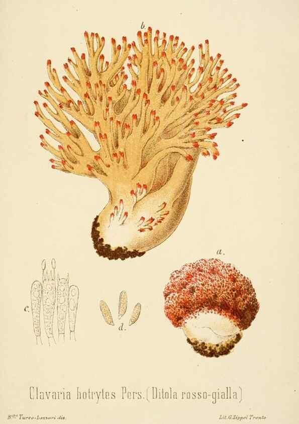 Reproducción/Reproduction 8574897640: I funghi mangerecci e velenosi dell'Europa media,. Trento,G. Zippel,1906.