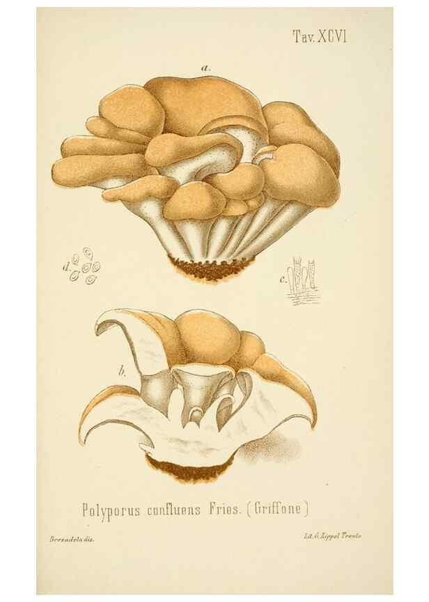 Reproducción/Reproduction 8574895250: I funghi mangerecci e velenosi dell'Europa media,. Trento,G. Zippel,1906.