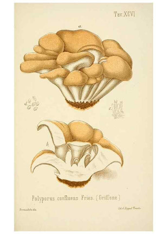 Reproducción/Reproduction 8574895250: I funghi mangerecci e velenosi dell'Europa media,. Trento,G. Zippel,1906.