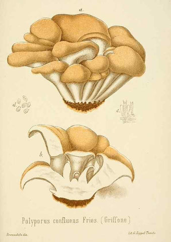 Reproducción/Reproduction 8574895250: I funghi mangerecci e velenosi dell'Europa media,. Trento,G. Zippel,1906.