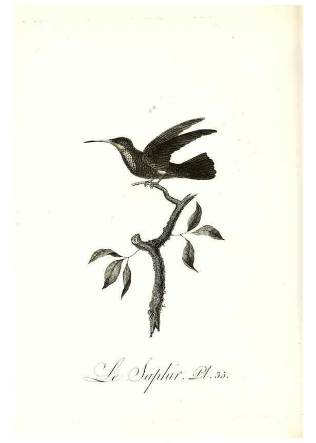 Reproducción/Reproduction 8597946738: Histoire naturelle et générale des colibris, oiseaux-mouches, jacamars et promerops /. A Paris,chez Desray,an XI=1802.