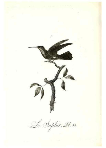 Reproducción/Reproduction 8597946738: Histoire naturelle et générale des colibris, oiseaux-mouches, jacamars et promerops /. A Paris,chez Desray,an XI=1802.