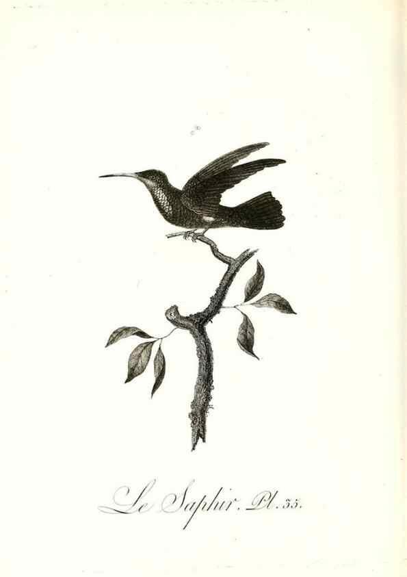 Reproducción/Reproduction 8597946738: Histoire naturelle et générale des colibris, oiseaux-mouches, jacamars et promerops /. A Paris,chez Desray,an XI=1802.