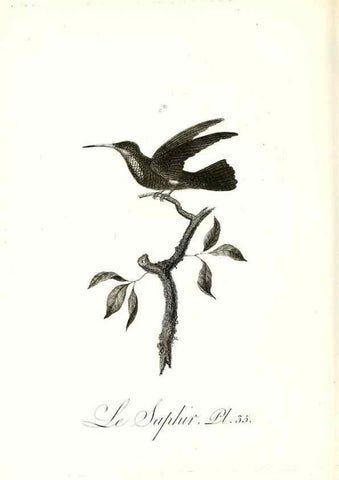 Reproducción/Reproduction 8597946738: Histoire naturelle et générale des colibris, oiseaux-mouches, jacamars et promerops /. A Paris,chez Desray,an XI=1802.