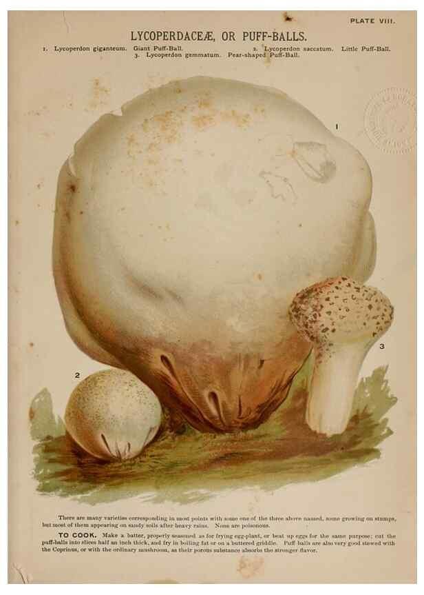 Reproducción/Reproduction 8597824418: Mushrooms of America,. Boston,L. Prang & Co.[1885]