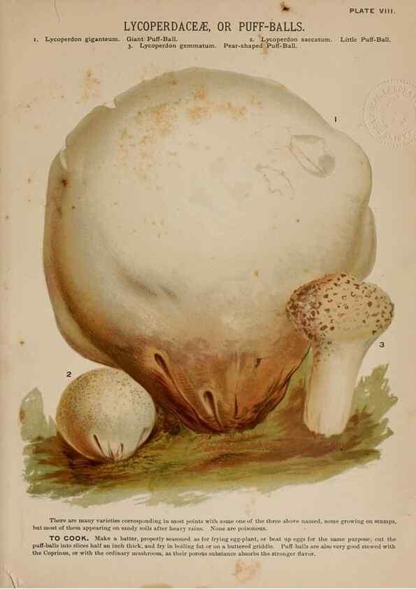 Reproducción/Reproduction 8597824418: Mushrooms of America,. Boston,L. Prang & Co.[1885]