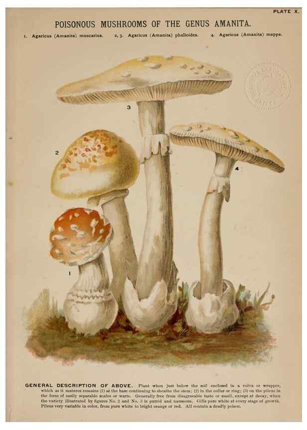 Reproducción/Reproduction 8596720785: Mushrooms of America,. Boston,L. Prang & Co.[1885]