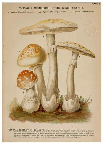 Reproducción/Reproduction 8596720785: Mushrooms of America,. Boston,L. Prang & Co.[1885]