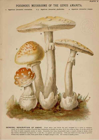 Reproducción/Reproduction 8596720785: Mushrooms of America,. Boston,L. Prang & Co.[1885]