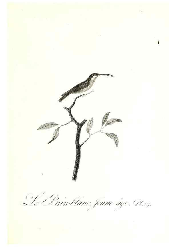 Reproducción/Reproduction 8596839197: Histoire naturelle et générale des colibris, oiseaux-mouches, jacamars et promerops /. A Paris,chez Desray,an XI=1802.