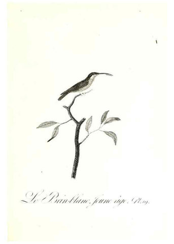 Reproducción/Reproduction 8596839197: Histoire naturelle et générale des colibris, oiseaux-mouches, jacamars et promerops /. A Paris,chez Desray,an XI=1802.