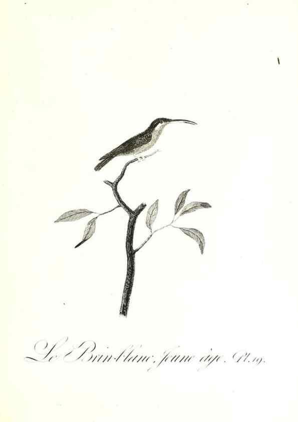 Reproducción/Reproduction 8596839197: Histoire naturelle et générale des colibris, oiseaux-mouches, jacamars et promerops /. A Paris,chez Desray,an XI=1802.