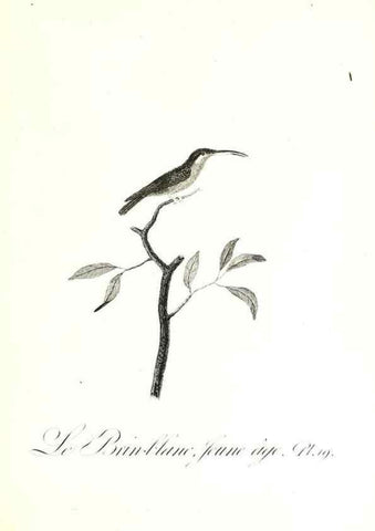 Reproducción/Reproduction 8596839197: Histoire naturelle et générale des colibris, oiseaux-mouches, jacamars et promerops /. A Paris,chez Desray,an XI=1802.