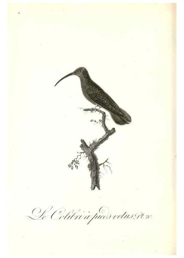 Reproducción/Reproduction 8597942894: Histoire naturelle et générale des colibris, oiseaux-mouches, jacamars et promerops /. A Paris,chez Desray,an XI=1802.