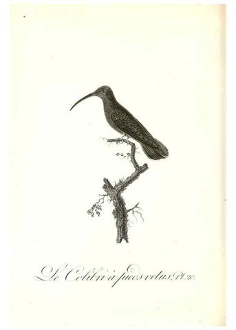 Reproducción/Reproduction 8597942894: Histoire naturelle et générale des colibris, oiseaux-mouches, jacamars et promerops /. A Paris,chez Desray,an XI=1802.