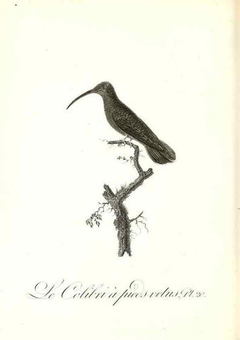 Reproducción/Reproduction 8597942894: Histoire naturelle et générale des colibris, oiseaux-mouches, jacamars et promerops /. A Paris,chez Desray,an XI=1802.