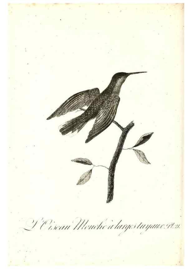 Reproducción/Reproduction 8597943114: Histoire naturelle et générale des colibris, oiseaux-mouches, jacamars et promerops /. A Paris,chez Desray,an XI=1802.