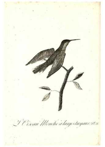 Reproducción/Reproduction 8597943114: Histoire naturelle et générale des colibris, oiseaux-mouches, jacamars et promerops /. A Paris,chez Desray,an XI=1802.
