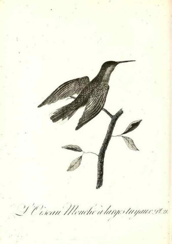 Reproducción/Reproduction 8597943114: Histoire naturelle et générale des colibris, oiseaux-mouches, jacamars et promerops /. A Paris,chez Desray,an XI=1802.