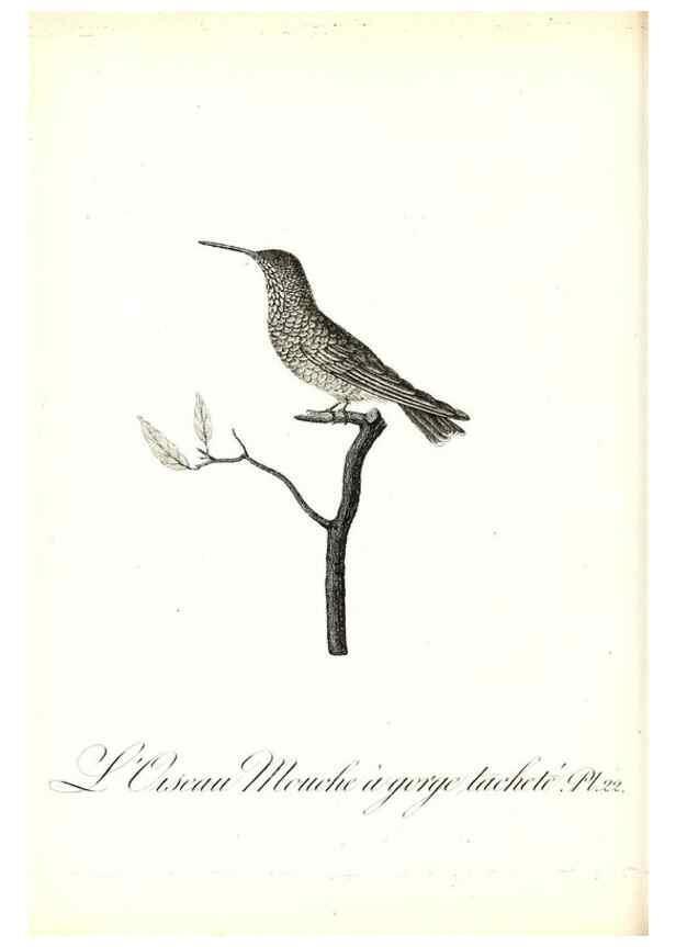 Reproducción/Reproduction 8596839869: Histoire naturelle et générale des colibris, oiseaux-mouches, jacamars et promerops /. A Paris,chez Desray,an XI=1802.
