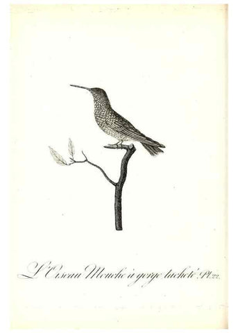 Reproducción/Reproduction 8596839869: Histoire naturelle et générale des colibris, oiseaux-mouches, jacamars et promerops /. A Paris,chez Desray,an XI=1802.