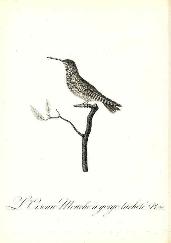 Reproducción/Reproduction 8596839869: Histoire naturelle et générale des colibris, oiseaux-mouches, jacamars et promerops /. A Paris,chez Desray,an XI=1802.