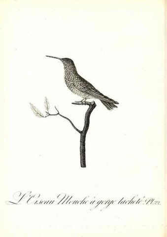 Reproducción/Reproduction 8596839869: Histoire naturelle et générale des colibris, oiseaux-mouches, jacamars et promerops /. A Paris,chez Desray,an XI=1802.
