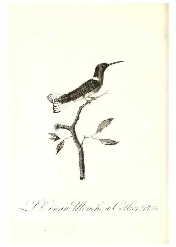 Reproducción/Reproduction 8596840127: Histoire naturelle et générale des colibris, oiseaux-mouches, jacamars et promerops /. A Paris,chez Desray,an XI=1802.