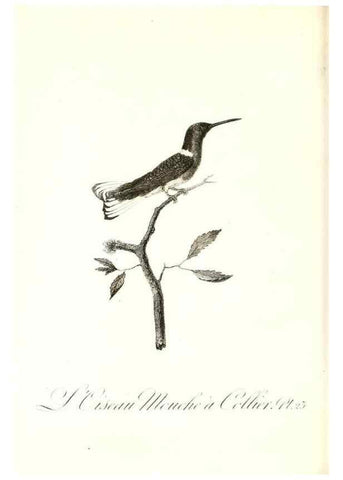 Reproducción/Reproduction 8596840127: Histoire naturelle et générale des colibris, oiseaux-mouches, jacamars et promerops /. A Paris,chez Desray,an XI=1802.