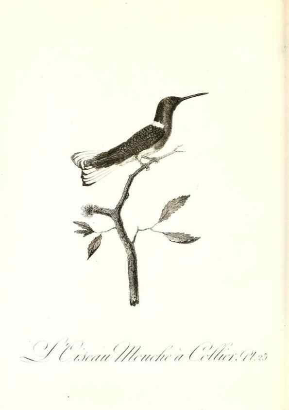 Reproducción/Reproduction 8596840127: Histoire naturelle et générale des colibris, oiseaux-mouches, jacamars et promerops /. A Paris,chez Desray,an XI=1802.
