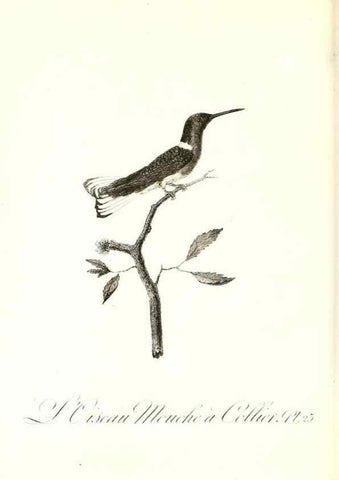 Reproducción/Reproduction 8596840127: Histoire naturelle et générale des colibris, oiseaux-mouches, jacamars et promerops /. A Paris,chez Desray,an XI=1802.