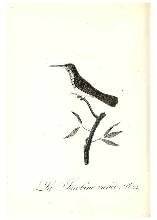 Reproducción/Reproduction 8596840337: Histoire naturelle et générale des colibris, oiseaux-mouches, jacamars et promerops /. A Paris,chez Desray,an XI=1802.