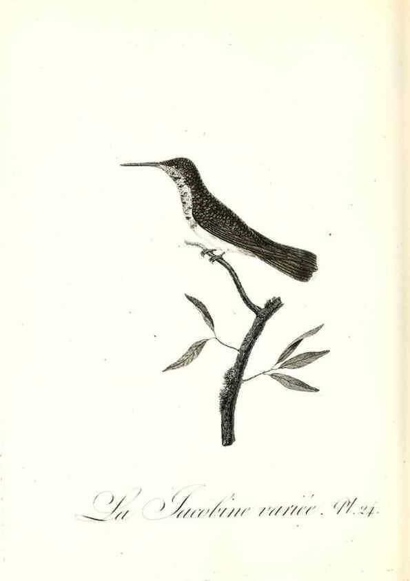 Reproducción/Reproduction 8596840337: Histoire naturelle et générale des colibris, oiseaux-mouches, jacamars et promerops /. A Paris,chez Desray,an XI=1802.