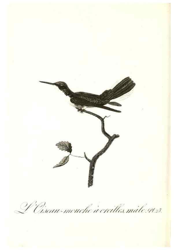 Reproducción/Reproduction 8596840615: Histoire naturelle et générale des colibris, oiseaux-mouches, jacamars et promerops /. A Paris,chez Desray,an XI=1802.