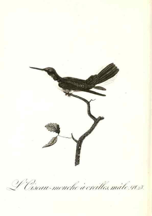 Reproducción/Reproduction 8596840615: Histoire naturelle et générale des colibris, oiseaux-mouches, jacamars et promerops /. A Paris,chez Desray,an XI=1802.