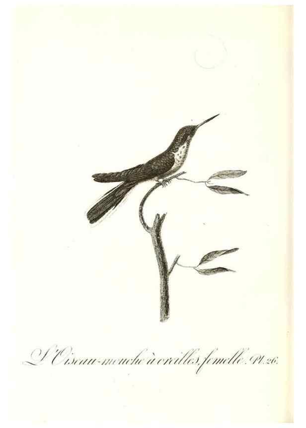 Reproducción/Reproduction 8597944340: Histoire naturelle et générale des colibris, oiseaux-mouches, jacamars et promerops /. A Paris,chez Desray,an XI=1802.