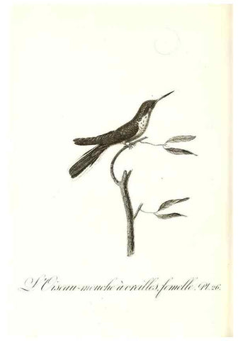 Reproducción/Reproduction 8597944340: Histoire naturelle et générale des colibris, oiseaux-mouches, jacamars et promerops /. A Paris,chez Desray,an XI=1802.