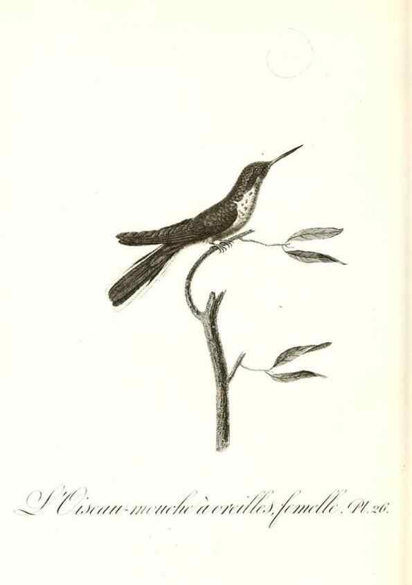 Reproducción/Reproduction 8597944340: Histoire naturelle et générale des colibris, oiseaux-mouches, jacamars et promerops /. A Paris,chez Desray,an XI=1802.